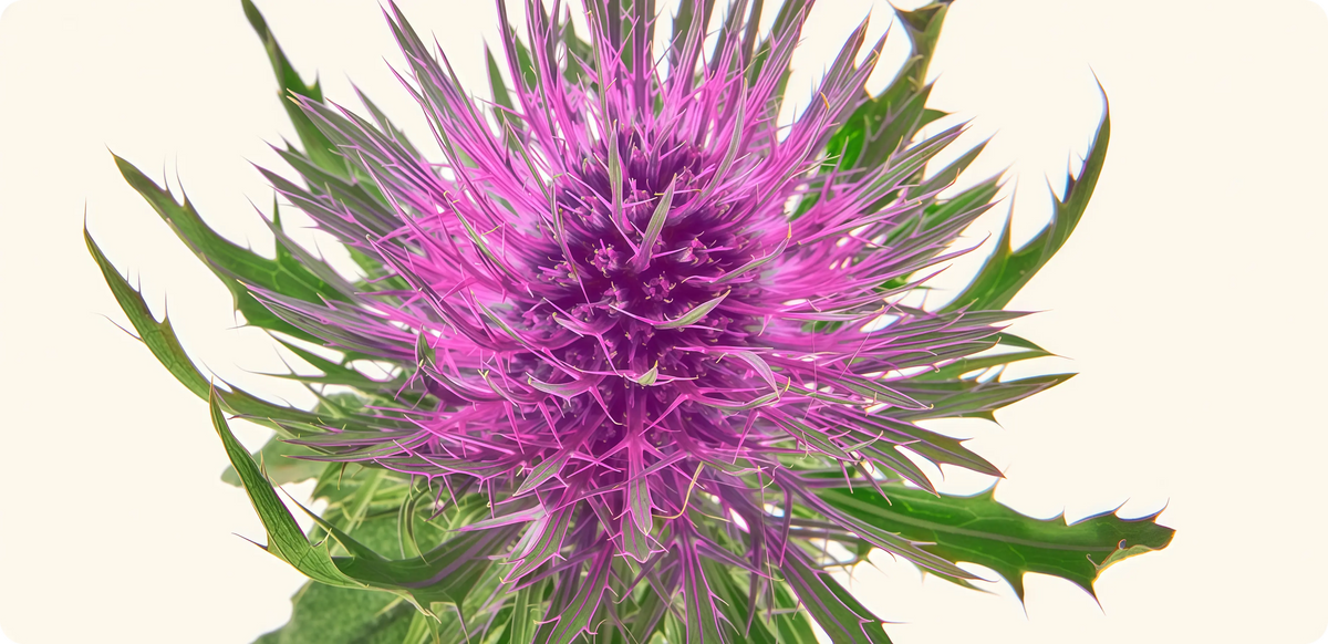 Milk Thistle