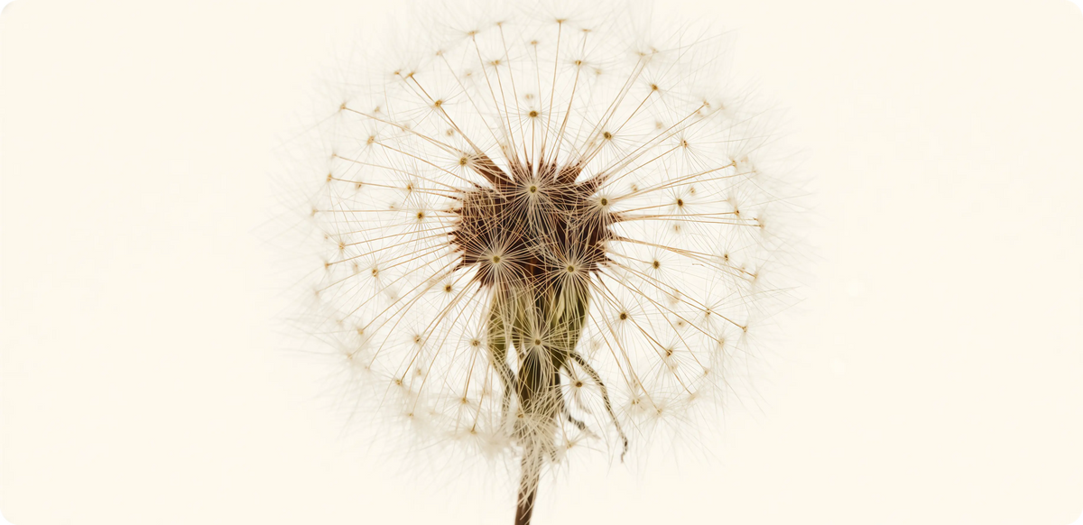 Dandelion
